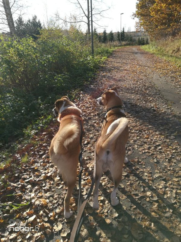 veljekset lomalla koirahoitola koirahotelli perro